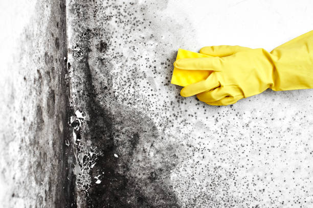 Best Certified Mold Removal  in East Douglas, MA
