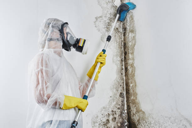 Best Professional Mold Removal  in East Douglas, MA
