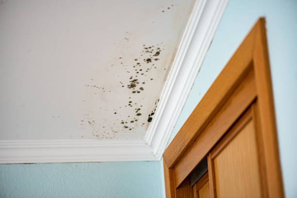 Best Mold Remediation  in East Douglas, MA
