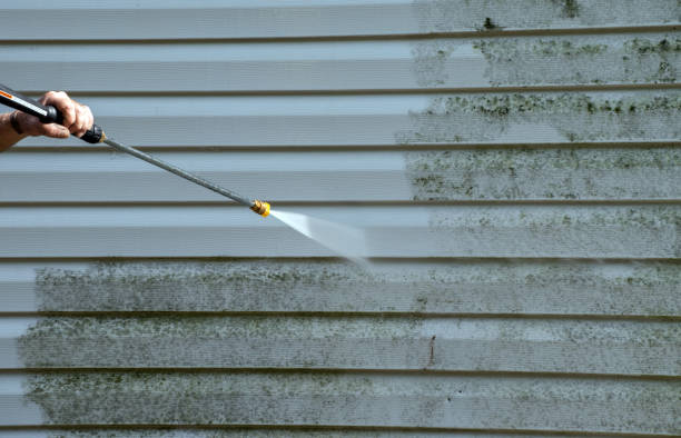Best Black Mold Removal  in East Douglas, MA