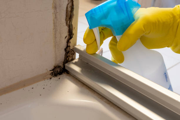 Best Same-Day Mold Removal  in East Douglas, MA