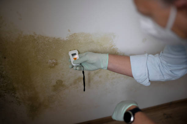 Best Affordable Mold Removal  in East Douglas, MA