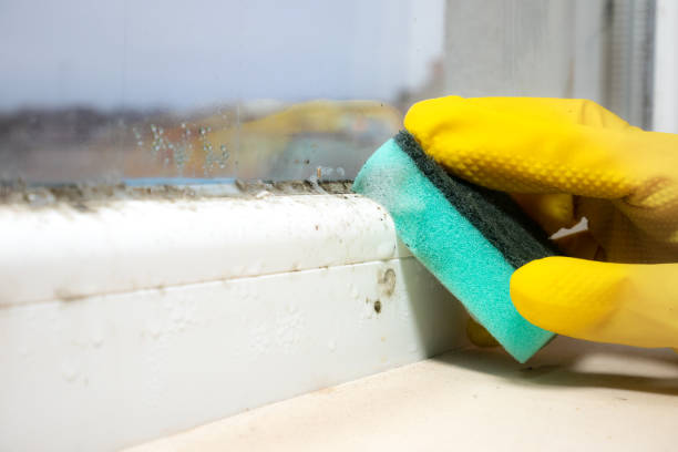Best Office Mold Removal Services  in East Douglas, MA