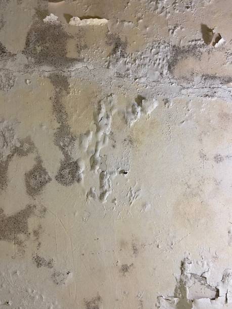 Best Attic Mold Removal  in East Douglas, MA
