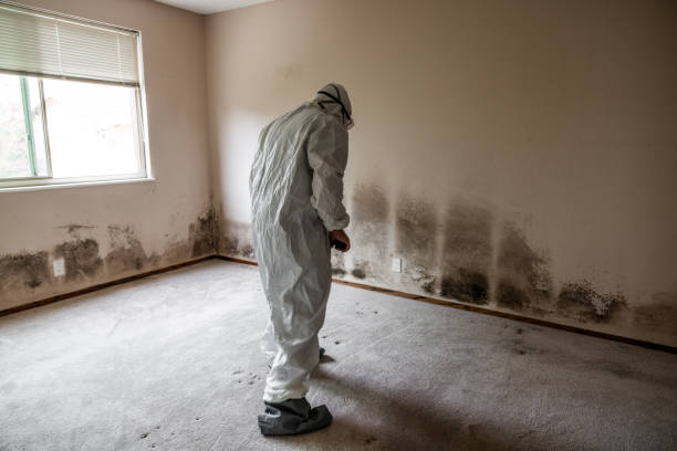 Best Home Mold Removal  in East Douglas, MA