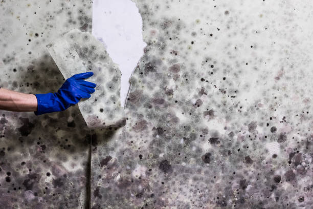 Best Residential Mold Removal  in East Douglas, MA