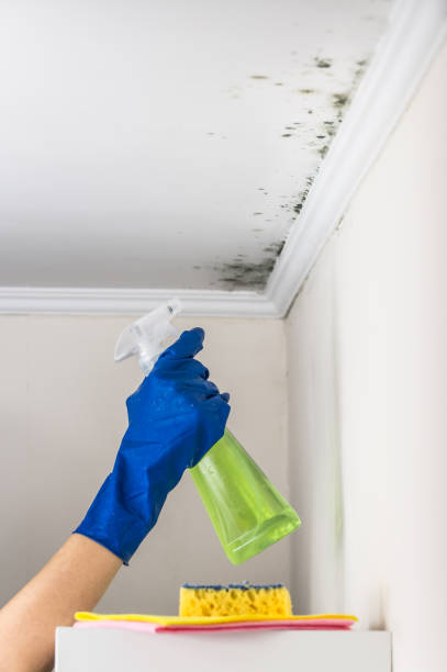 Best Fast Mold Removal  in East Douglas, MA
