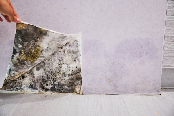 Crawl Space Mold Removal in East Douglas, MA